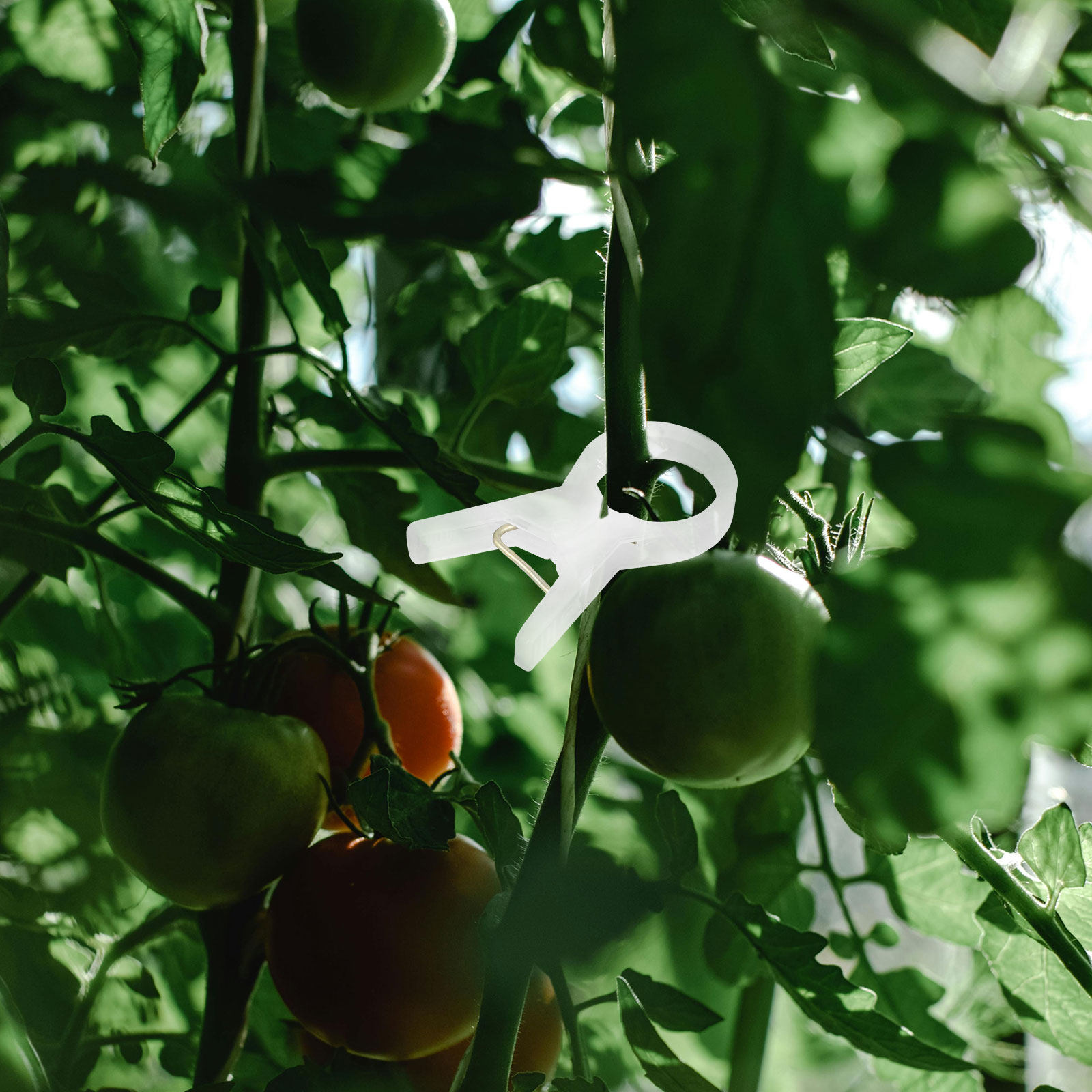 100Pcs Plastic Plant Clips for - огляд і ціна Vine Climbing Plastic